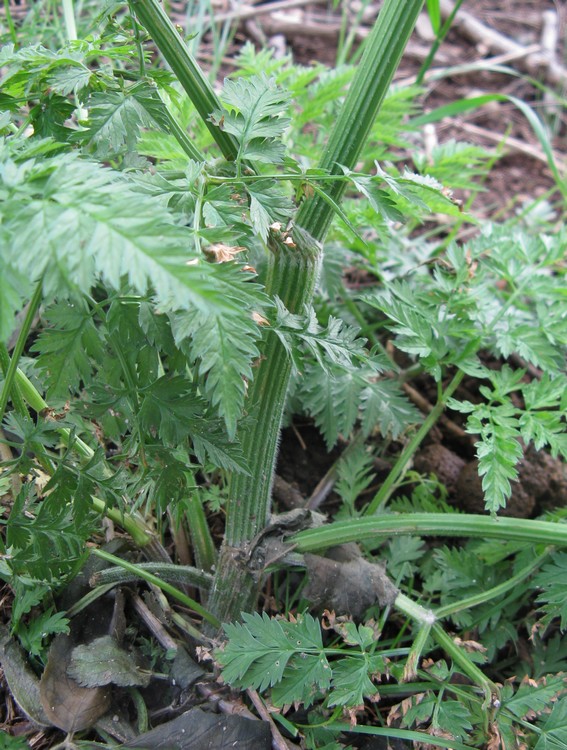 Anthriscus sylvestris / Cerfoglio selvatico